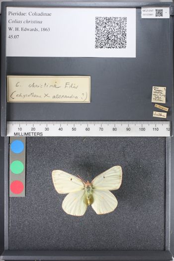Media type: image;   Entomology 123981